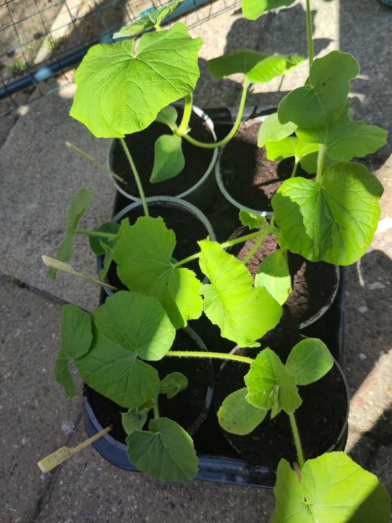 Diverse moestuinplanten, opbrengst voor goed doel, Ophalen, Volle zon, Groenteplanten, Eenjarig