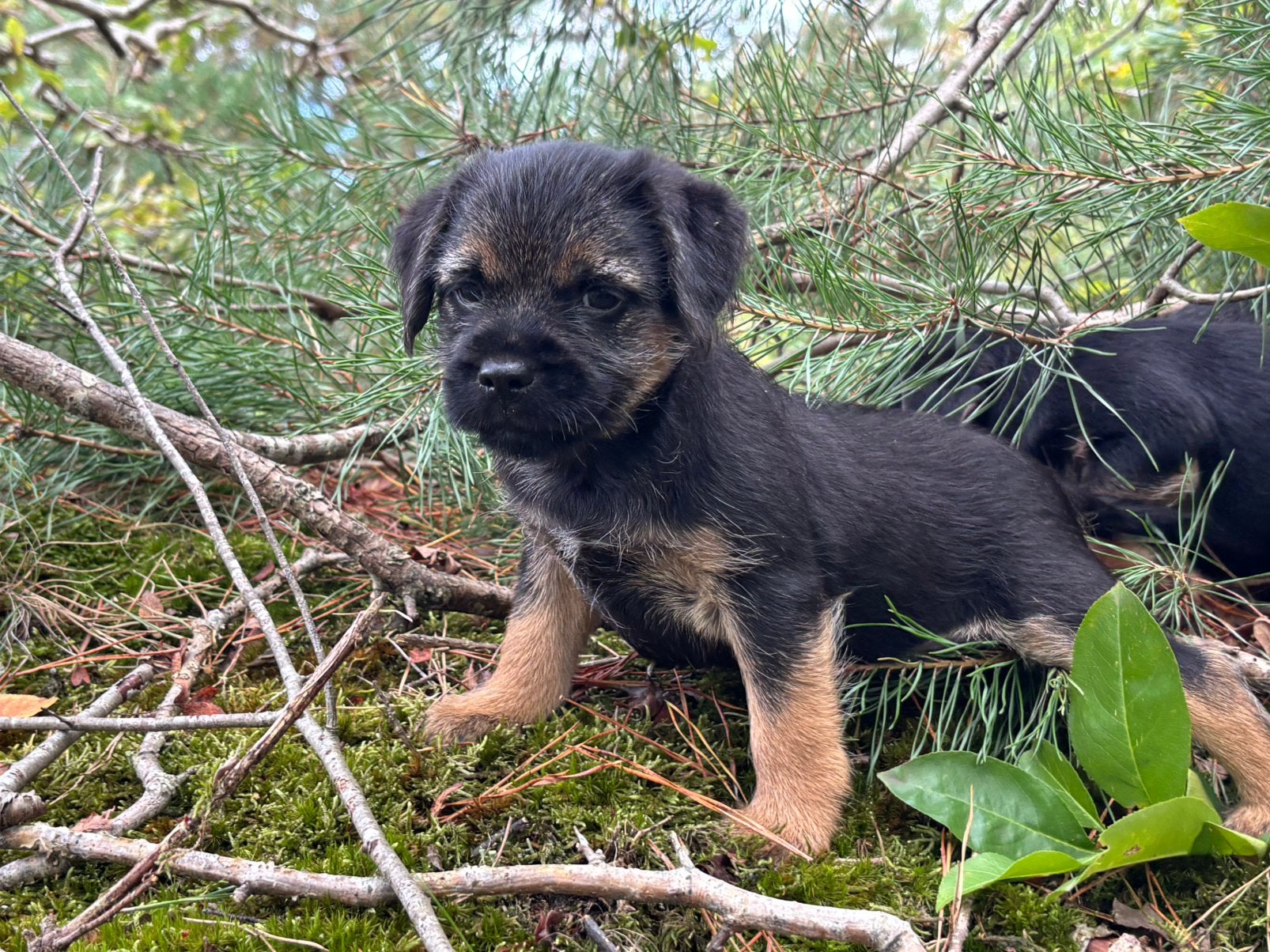 Borderterrier pups Border terriër borderterriërs, Nederland, Overige rassen, 8 tot 15 weken, Meerdere