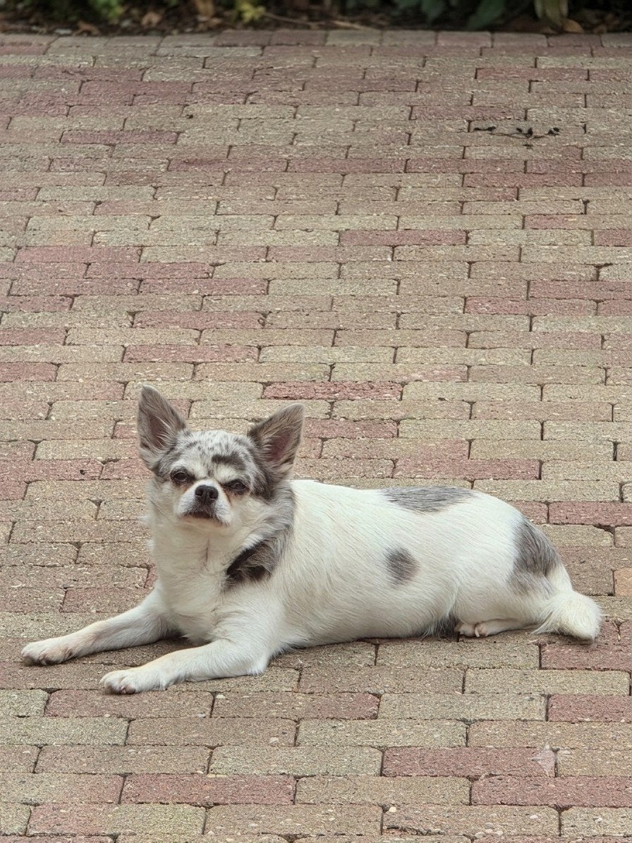 chihuahua blue merle reu, Dieren en Toebehoren, Honden | Chihuahua's en Gezelschapshonden, Reu, Parvo, Eén hond, Chihuahua