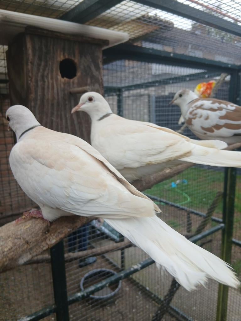 Tortelduiven, Dieren en Toebehoren, Vogels | Duiven, Meerdere dieren, Overige soorten