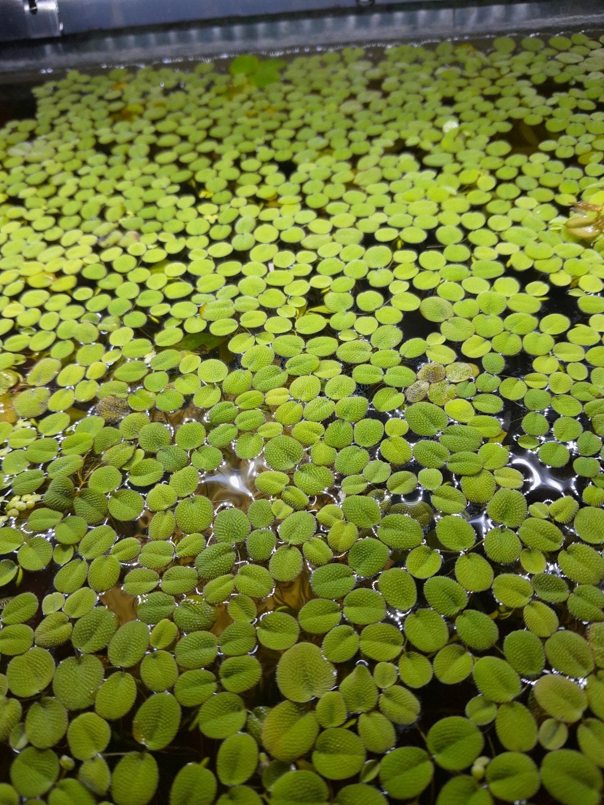 drijfplantjes aquarium, Ophalen, Plant(en), Steen of Hout