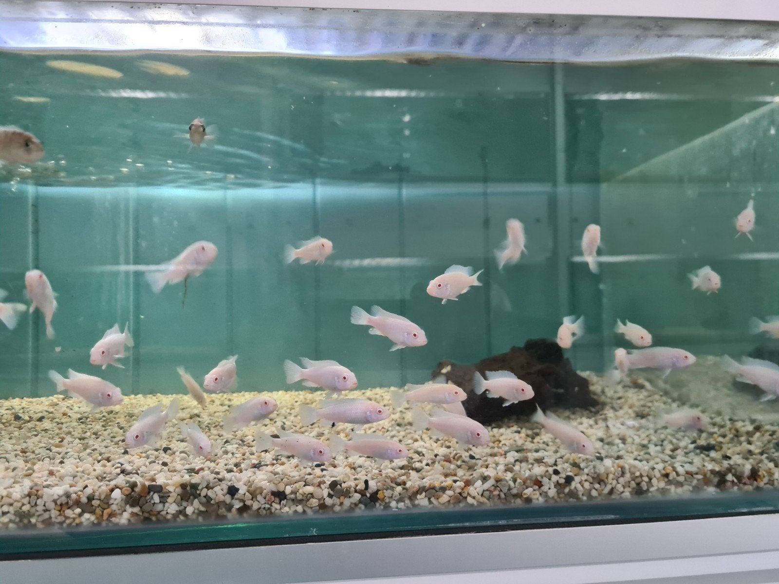 Pseudotropheus Socolofi Albino Malawi Cichliden, Dieren en Toebehoren, Vis, Zoetwatervis