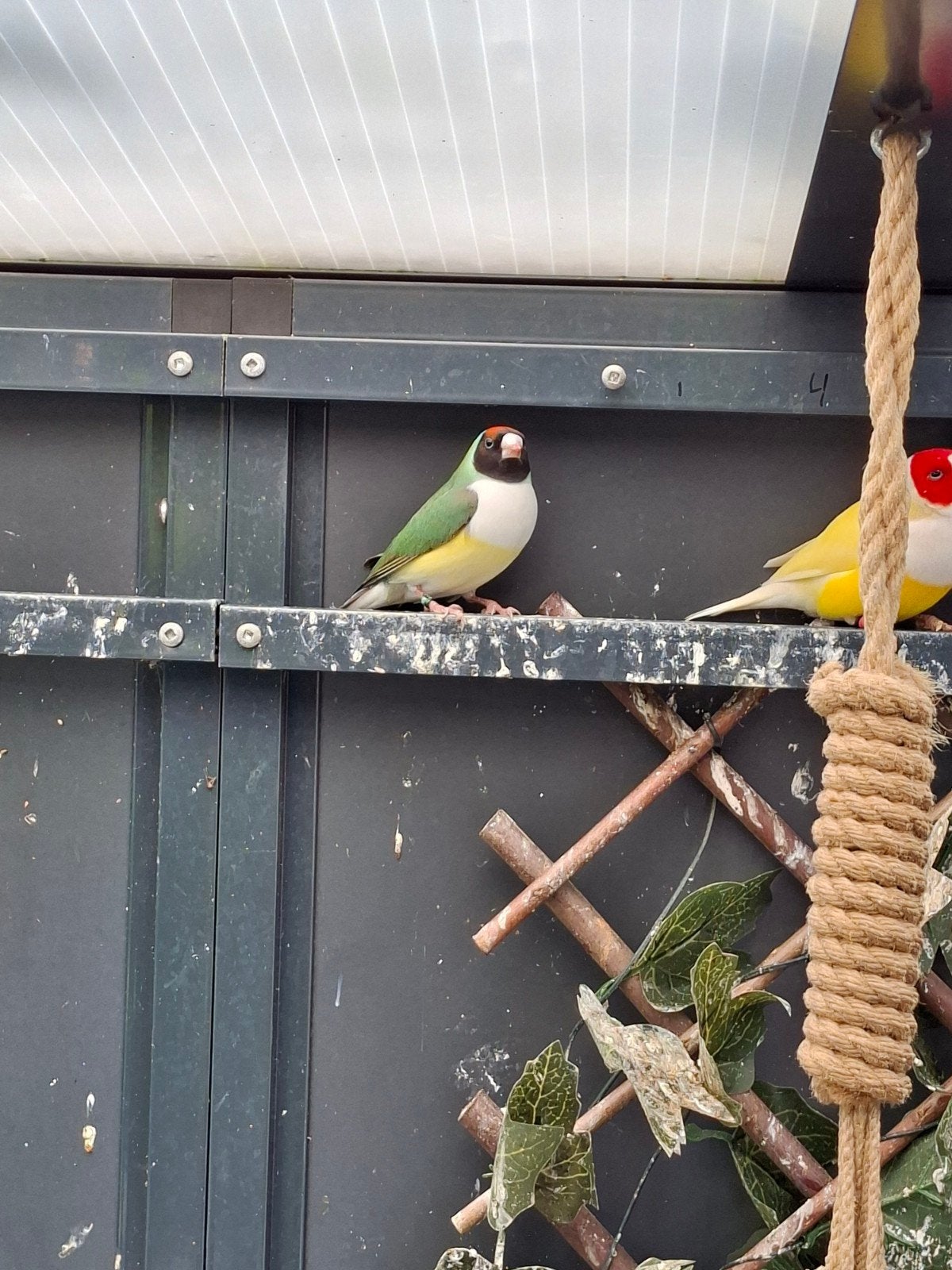 gouldamadine pop, Dieren en Toebehoren, Vrouwelijk, Geringd