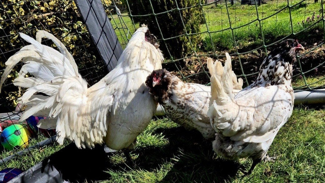 te koop meerdere grote uilebaard kippen met of zonder haan