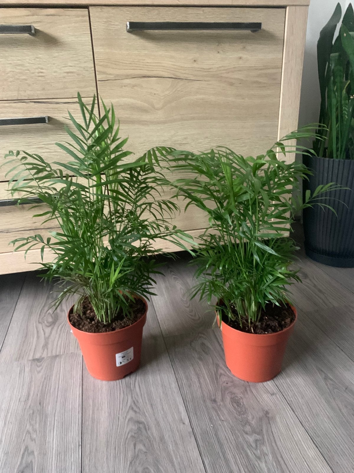 Twee Chamaedorea Elegans Palmen in Pot, Palm, In pot, Minder dan 100 cm, Groene kamerplant
