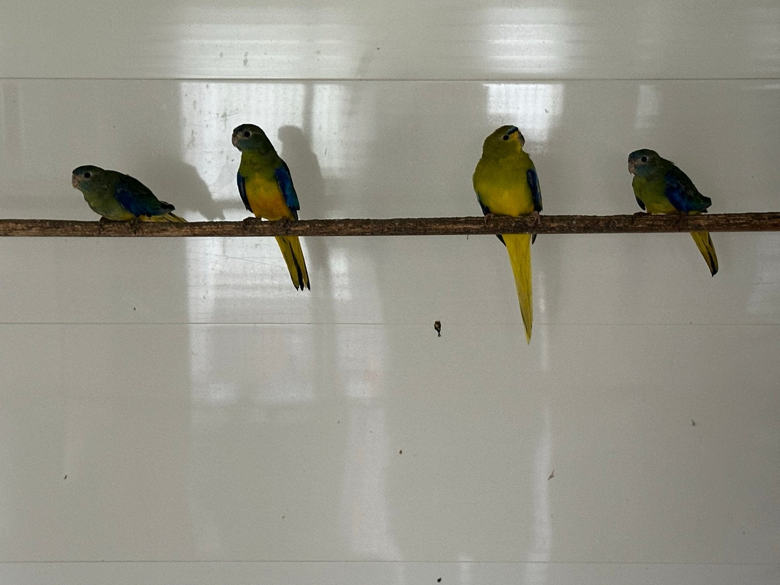 3 mooie jonge turquoisine parkieten, Dieren en Toebehoren, Meerdere dieren