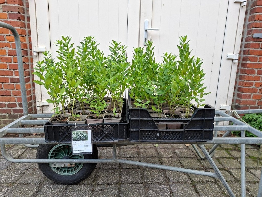 Mooie Aster 'Ashvi' (Herstaster) in pot!, Tuin en Terras, Planten | Tuinplanten, Ophalen, Overige soorten, Volle zon