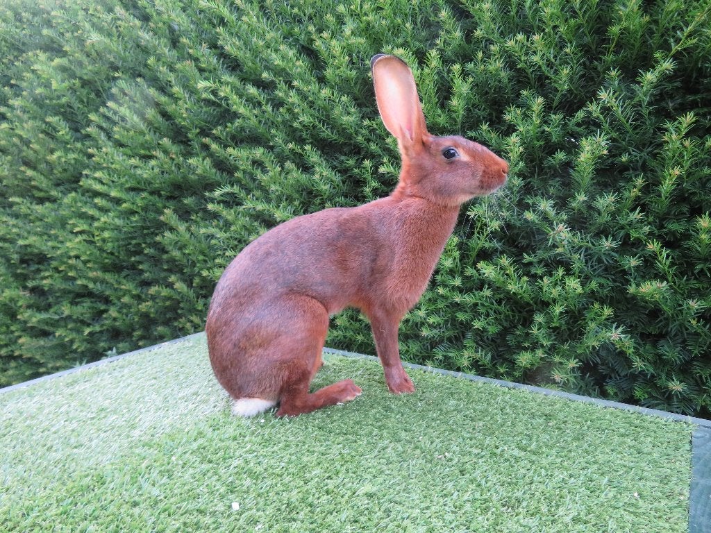 Belgische Haas., Dieren en Toebehoren, Vrouwelijk, Middelgroot, 0 tot 2 jaar
