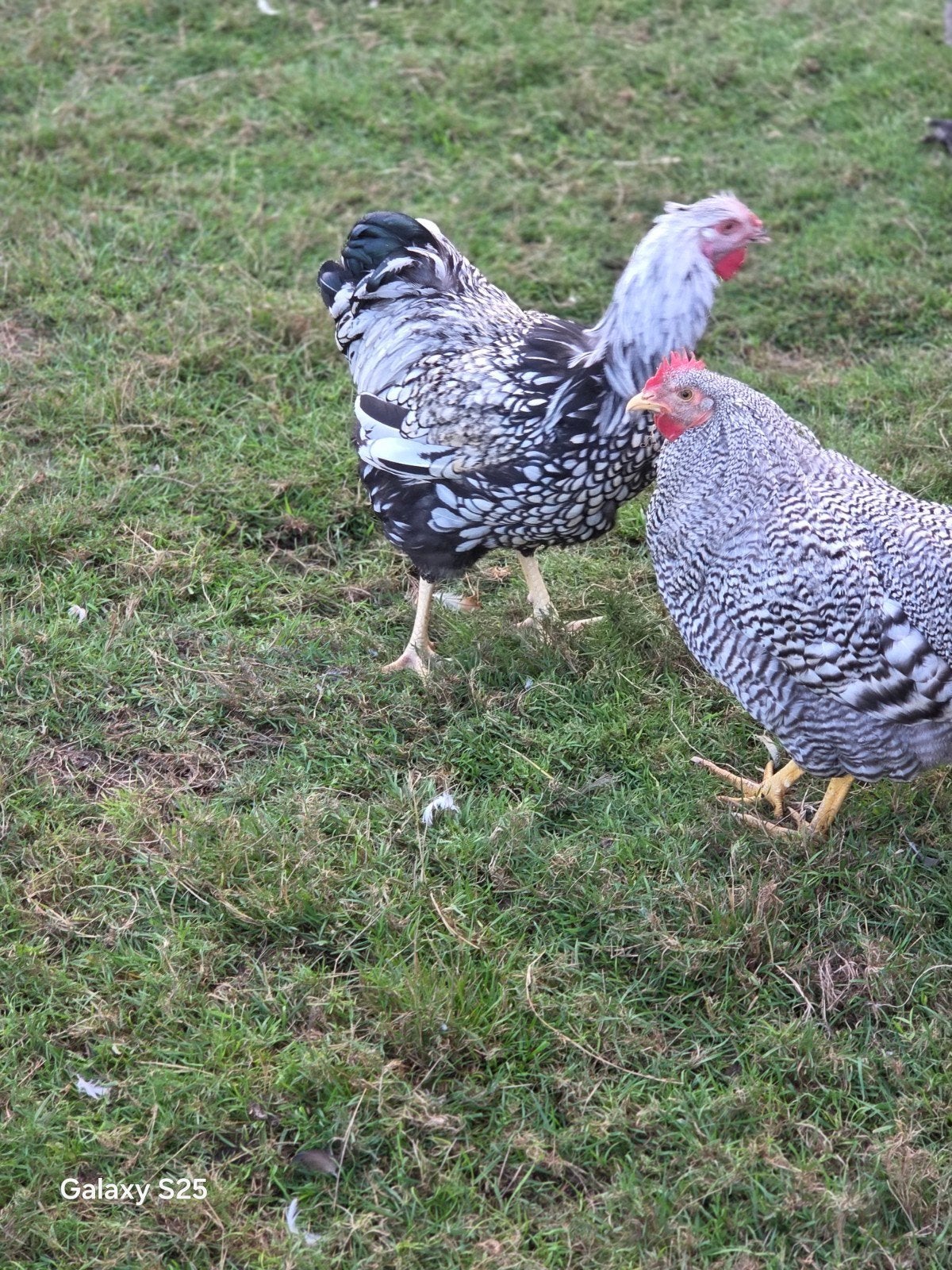 grote jonge hanen, Meerdere dieren, Eend