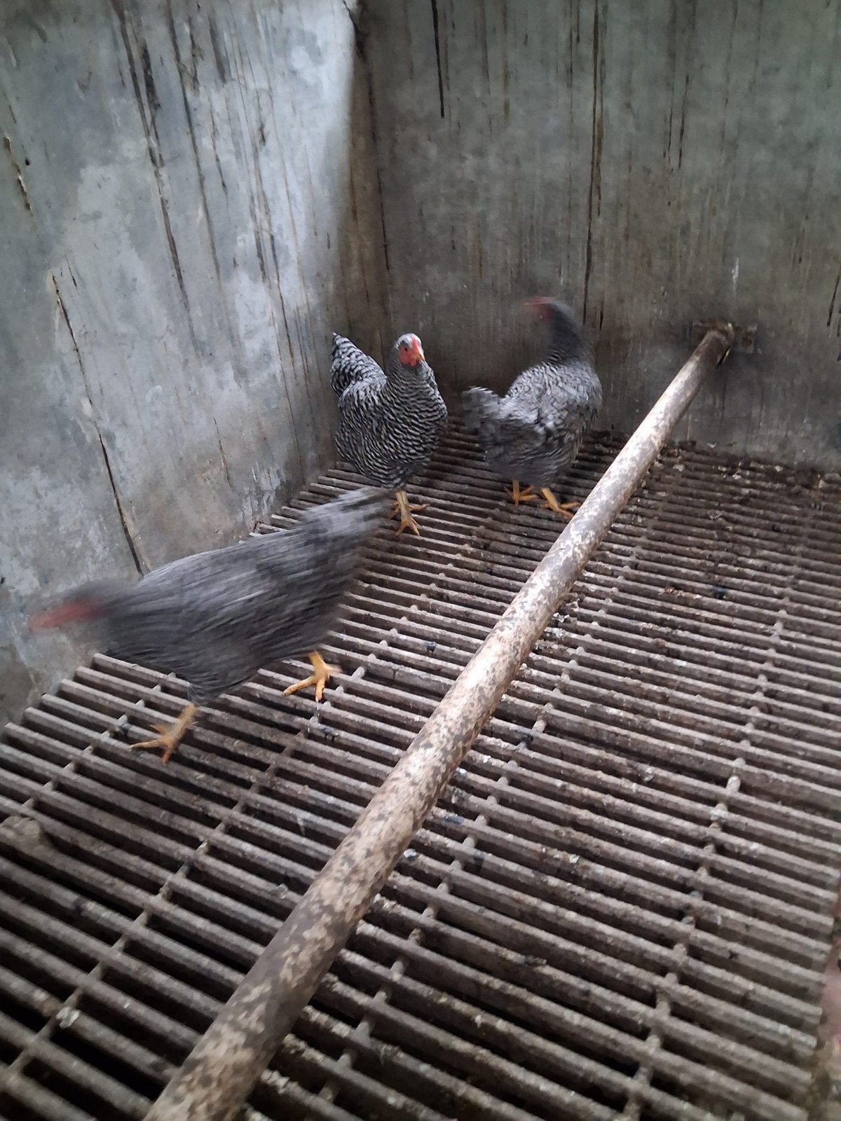 3 amrock hennen, Dieren en Toebehoren