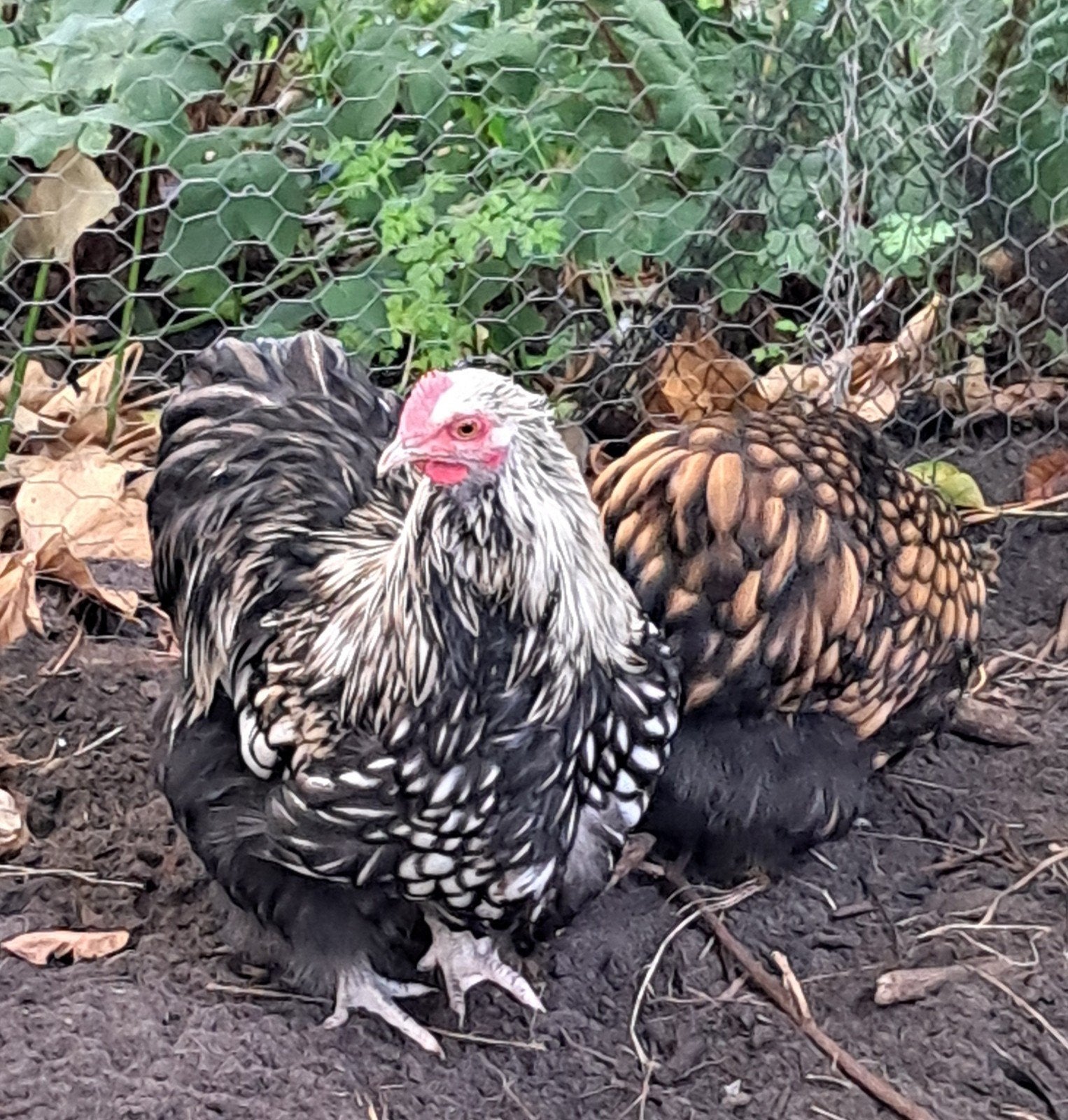 Trio orpington krielkippen ZILVER ZWART GEZOOMD., Dieren en Toebehoren, Meerdere dieren, Kip