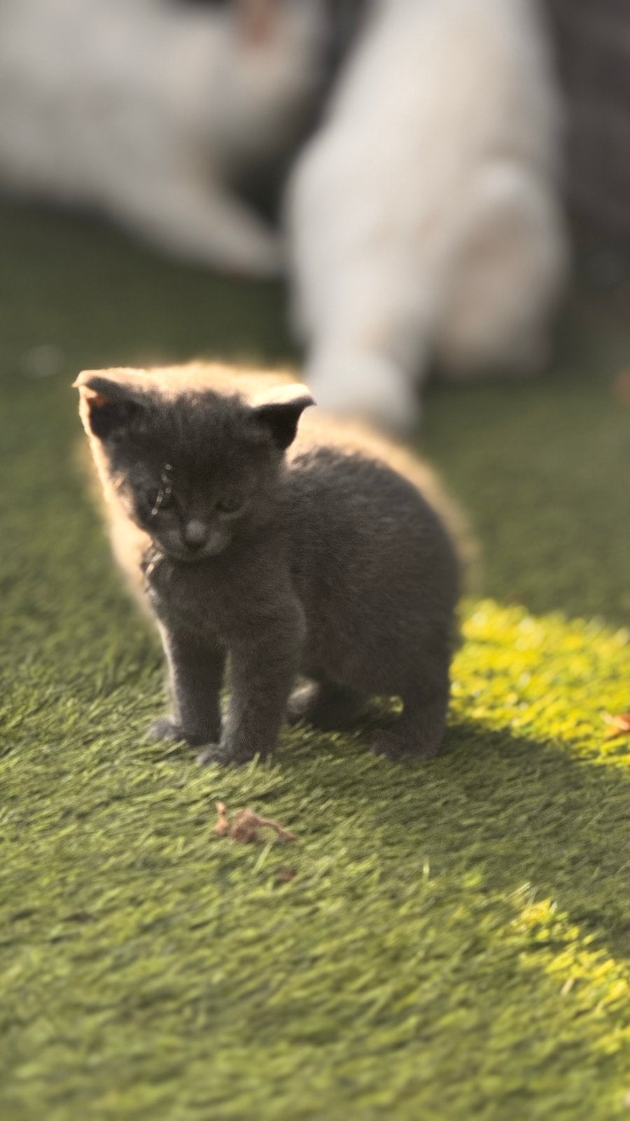 Prachtige Amerikaanse kittens – katertjes en poesjes