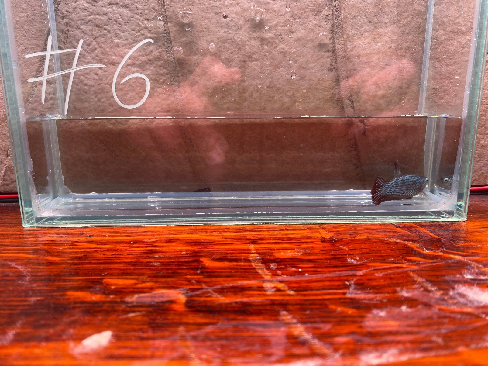 Betta’s, Vis, Zoetwatervis