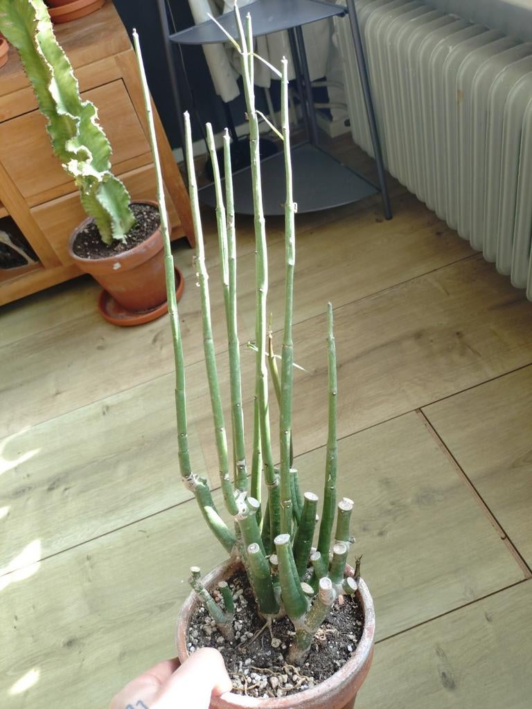 Ceropegia dichotoma, Huis en Inrichting, Kamerplanten, Vetplant, Minder dan 100 cm, Bloeiende kamerplant, Volle zon, Ophalen of Verzenden