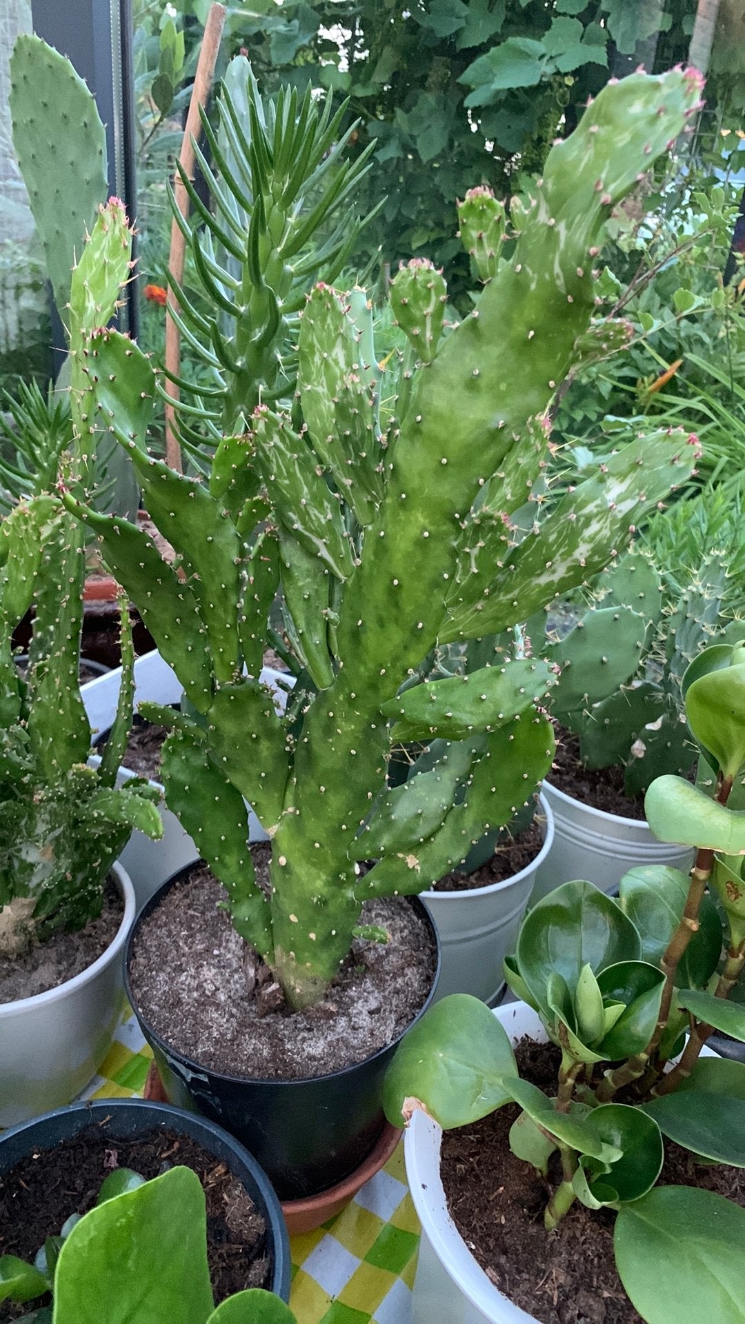 Cactus plant met pot €10, Ophalen, Cactus, Volle zon, Minder dan 100 cm