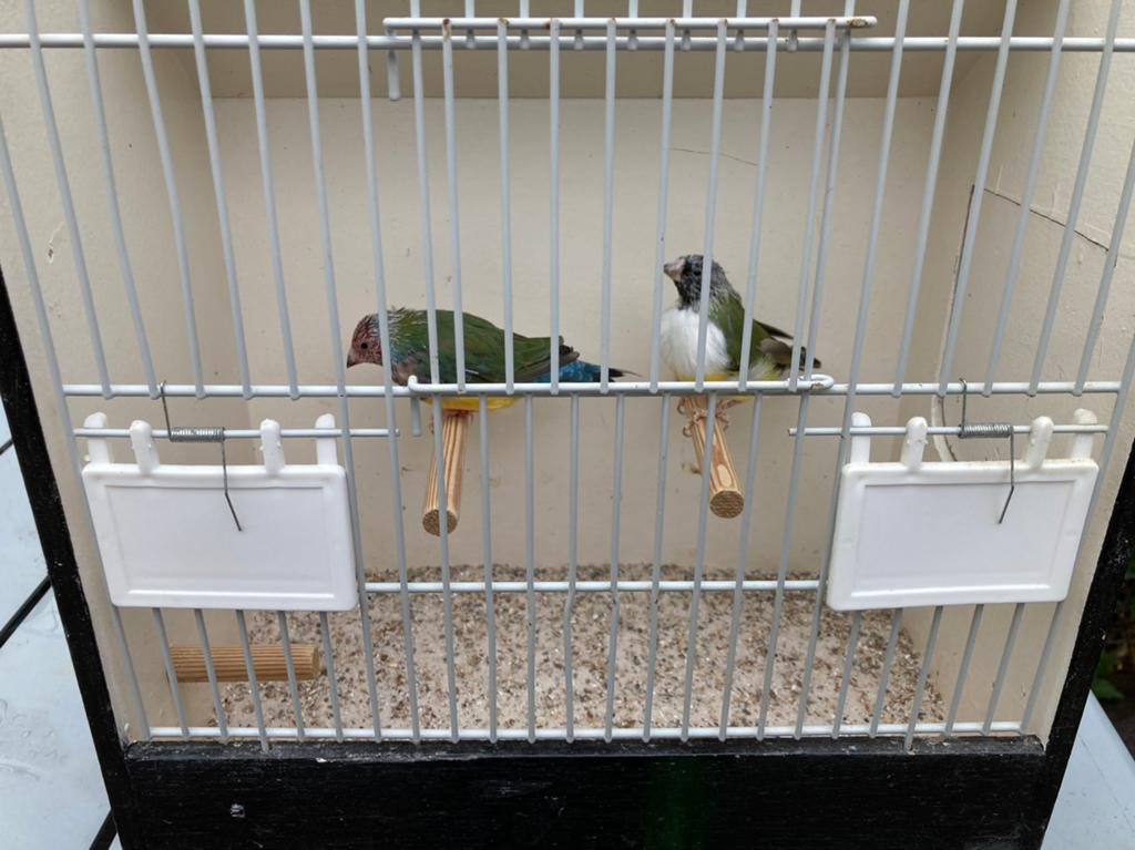 Gouldamadines, Meerdere dieren