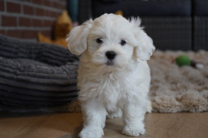 Prachtige speelse pup te koop. 14 Weken oud., Dieren en Toebehoren, Honden | Chihuahua's en Gezelschapshonden, Maltezer, HCC (leverziekte)