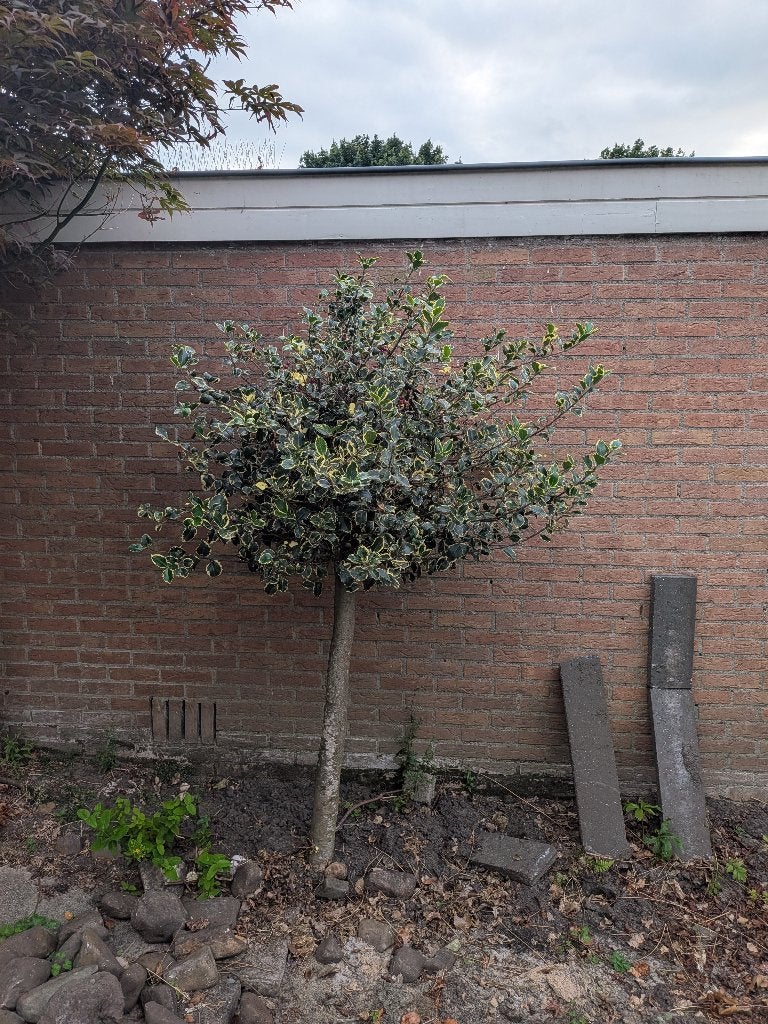 Bontbladige hulst, Tuin en Terras, Ophalen, Bloeit niet, Siergrassen, Halfschaduw