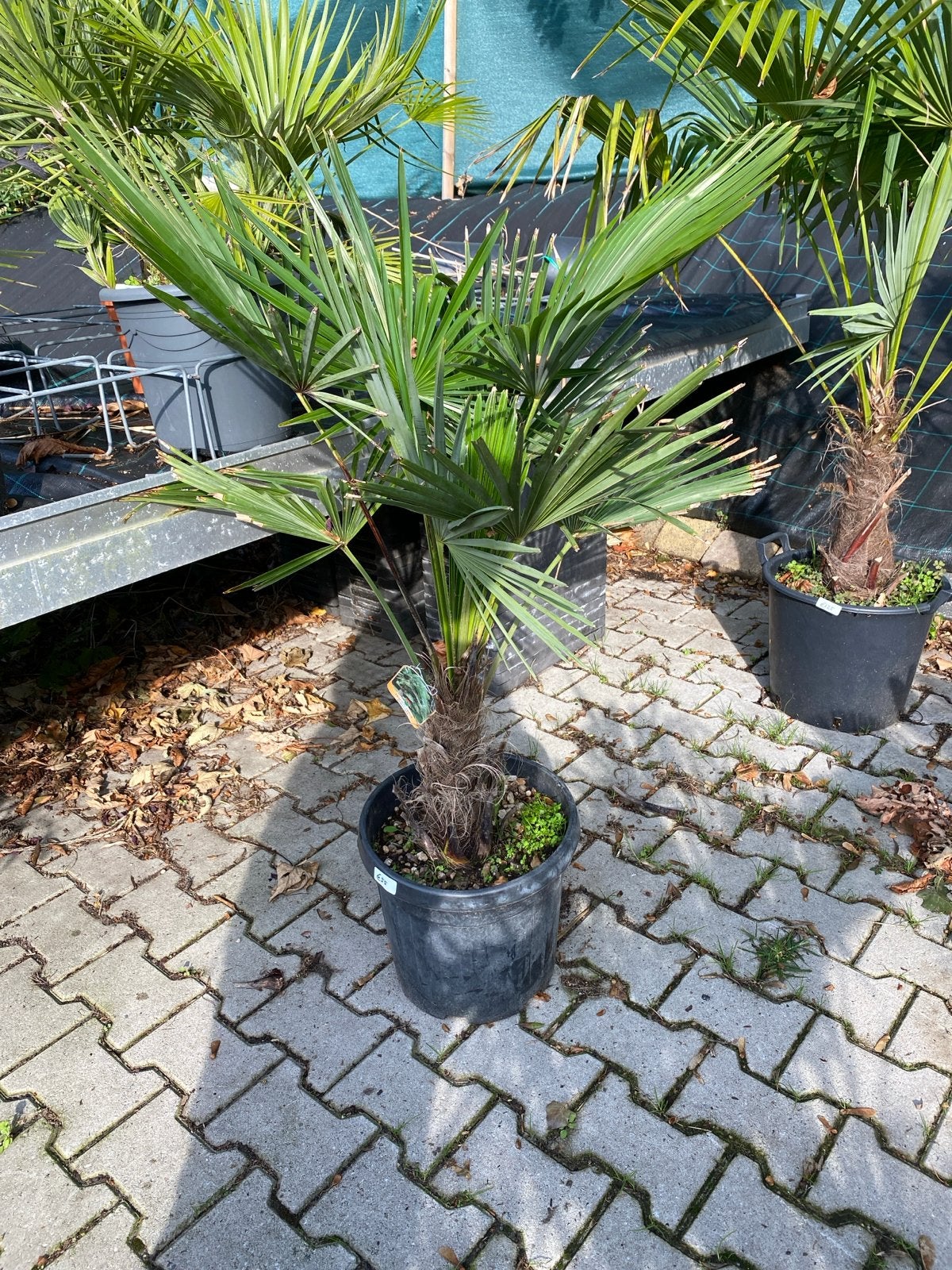 Trachycarpus fortunei - Chinese waaierpalm, Volle zon, Vaste plant, Bloeit niet, Ophalen