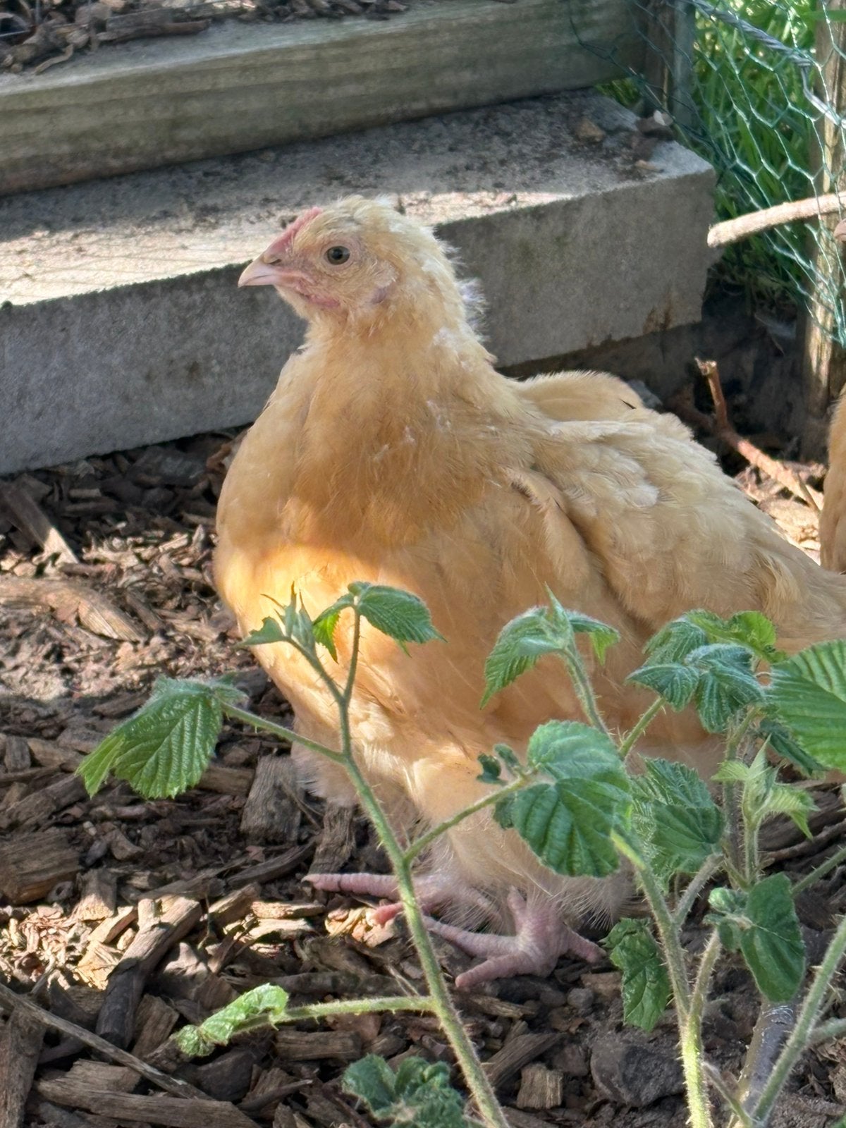 Orpington buff hanen (3x), Dieren en Toebehoren, Mannelijk, Kip