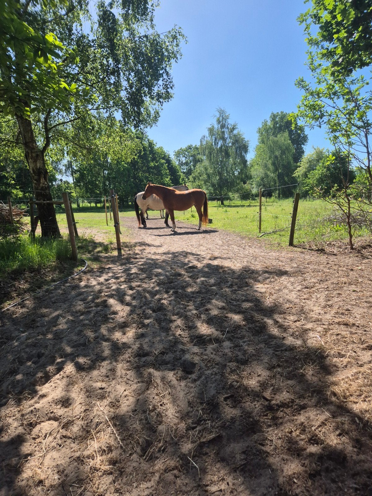 Pensioen stalling aangeboden Vriescheloo-Groningen, Weidegang