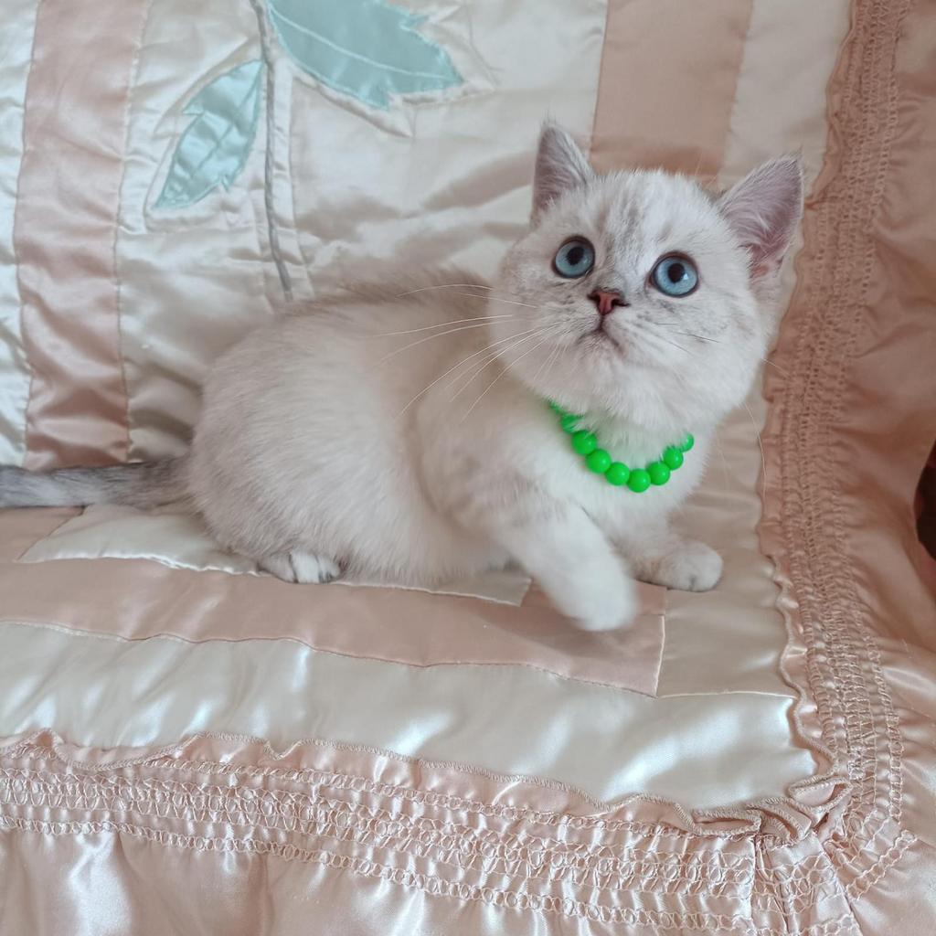 Britse korthaar zilverkleurige chinchilla, Dieren en Toebehoren, Katten en Kittens | Raskatten | Langhaar, Meerdere dieren