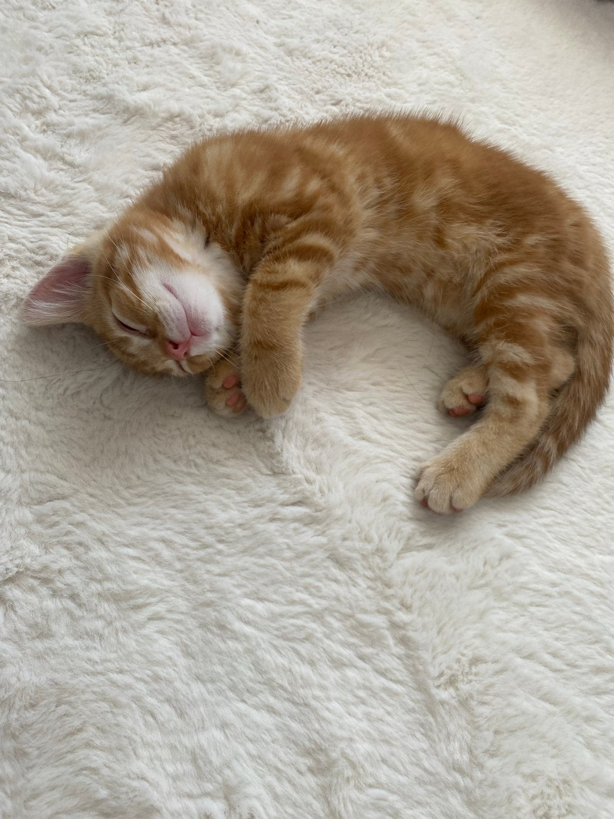 Kittens, Meerdere dieren, 0 tot 2 jaar