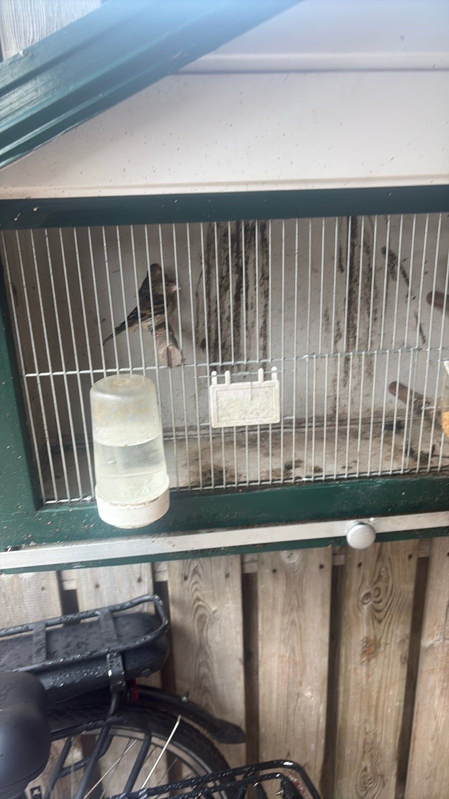 Mooi vogels te koop ik heb nog vier zit, Ophalen, Zo goed als nieuw, Hout, Vogelkooi