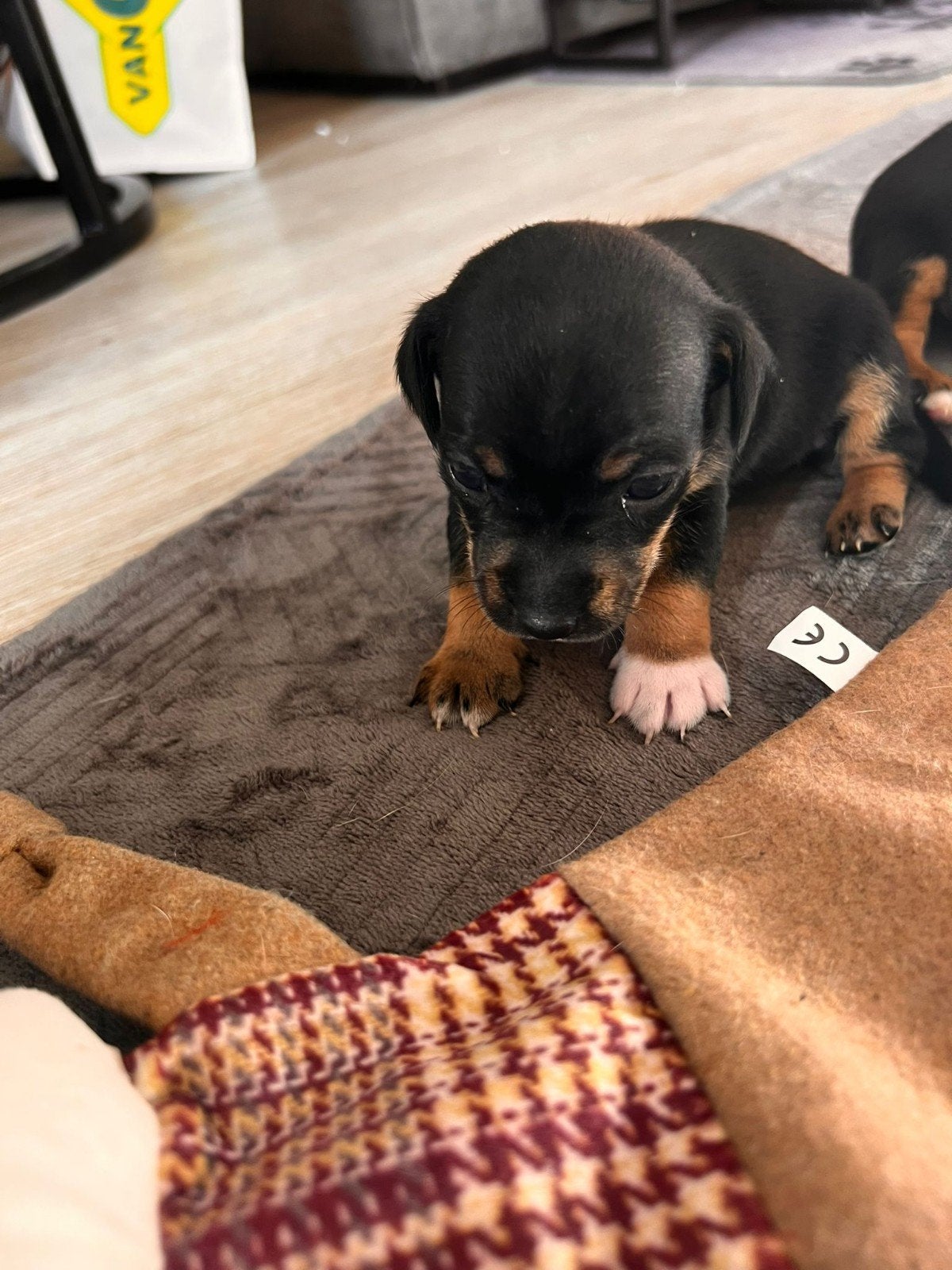 nog 3 mooie jack russel reutjes, Standaard, Reu, 8 tot 15 weken, Korthaar