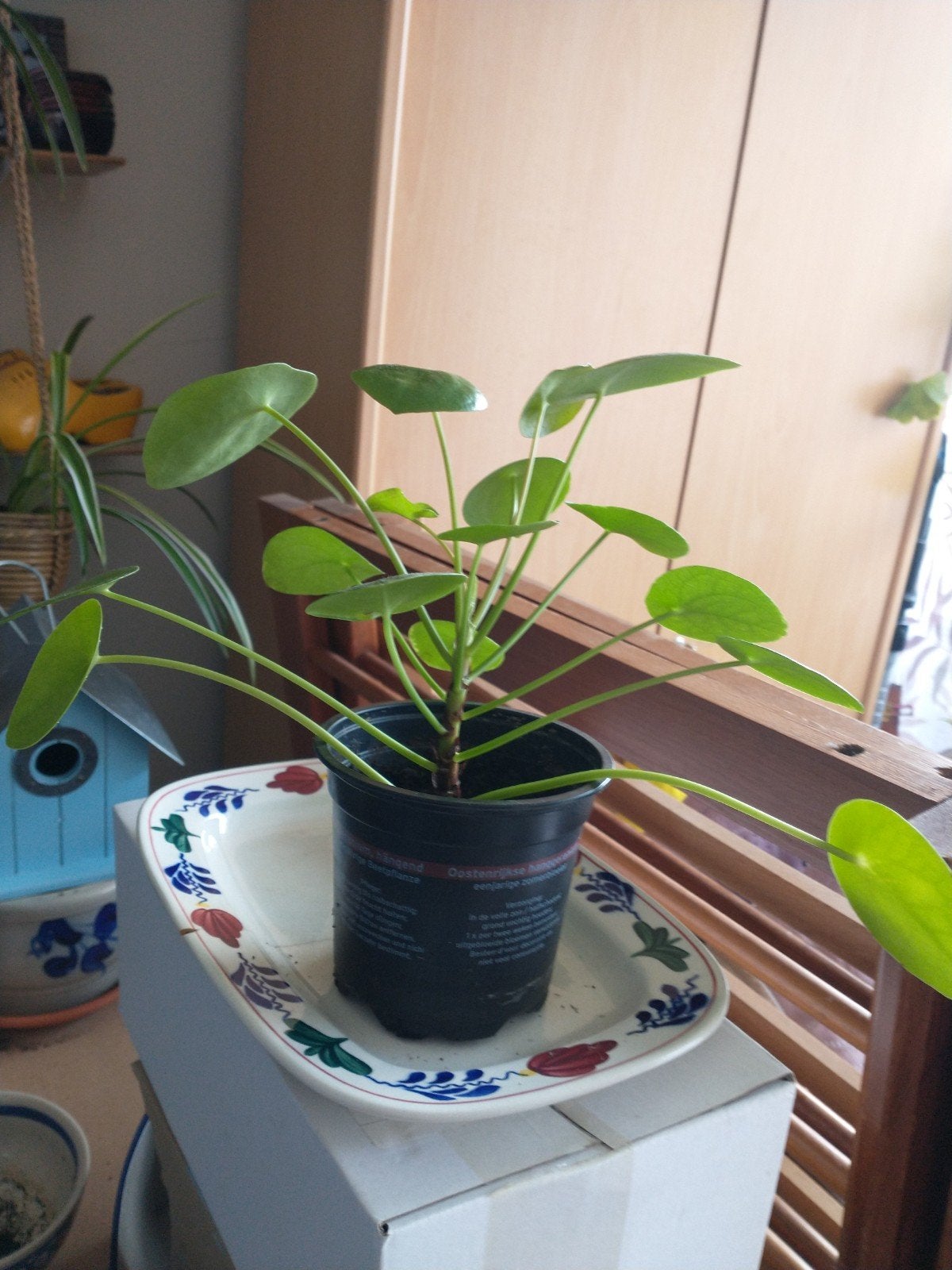 Pannenkoekplant, Huis en Inrichting, Kamerplanten, Ophalen, Halfschaduw, Minder dan 100 cm