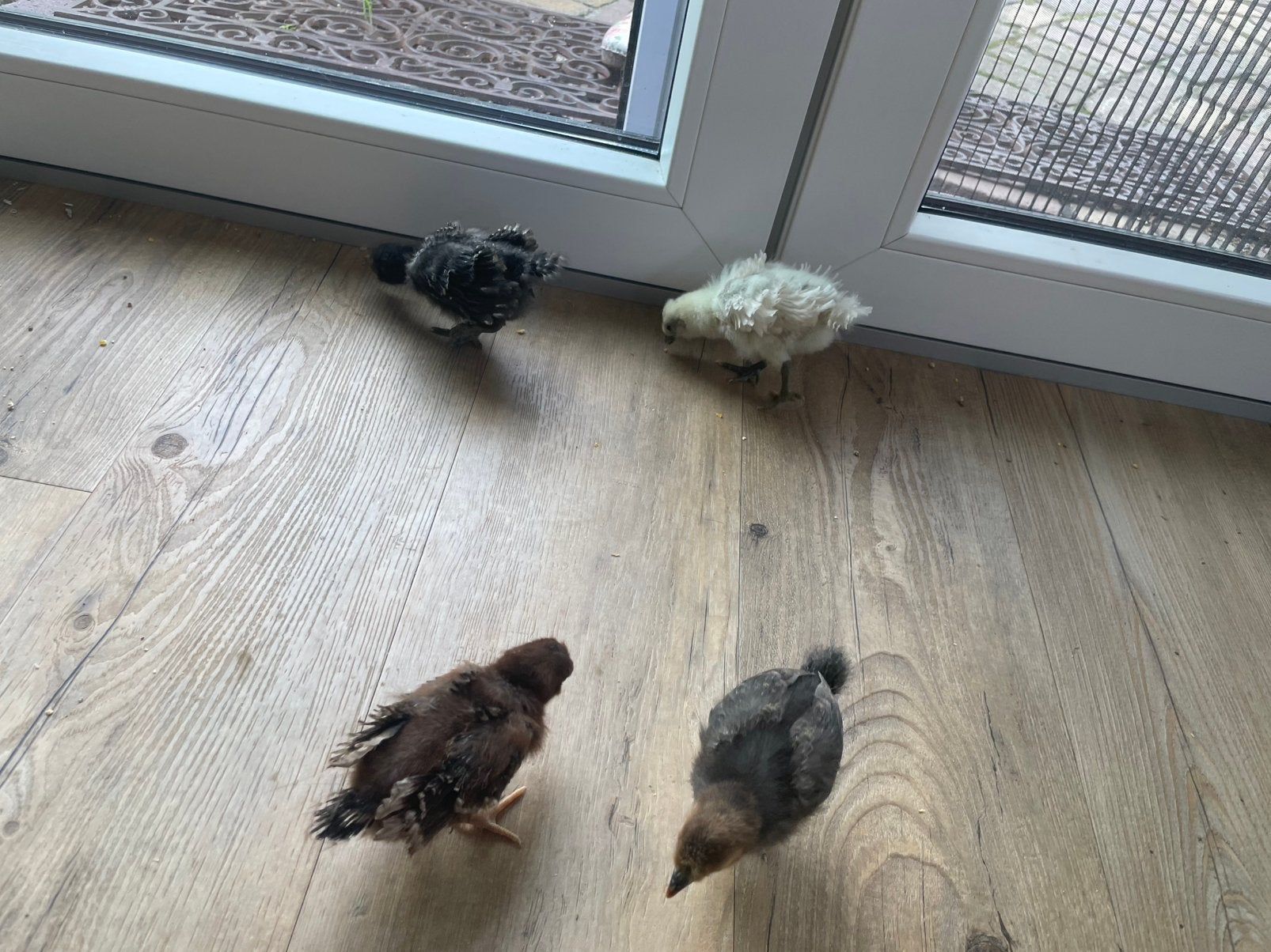 Kuikens, Dieren en Toebehoren, Meerdere dieren, Kip