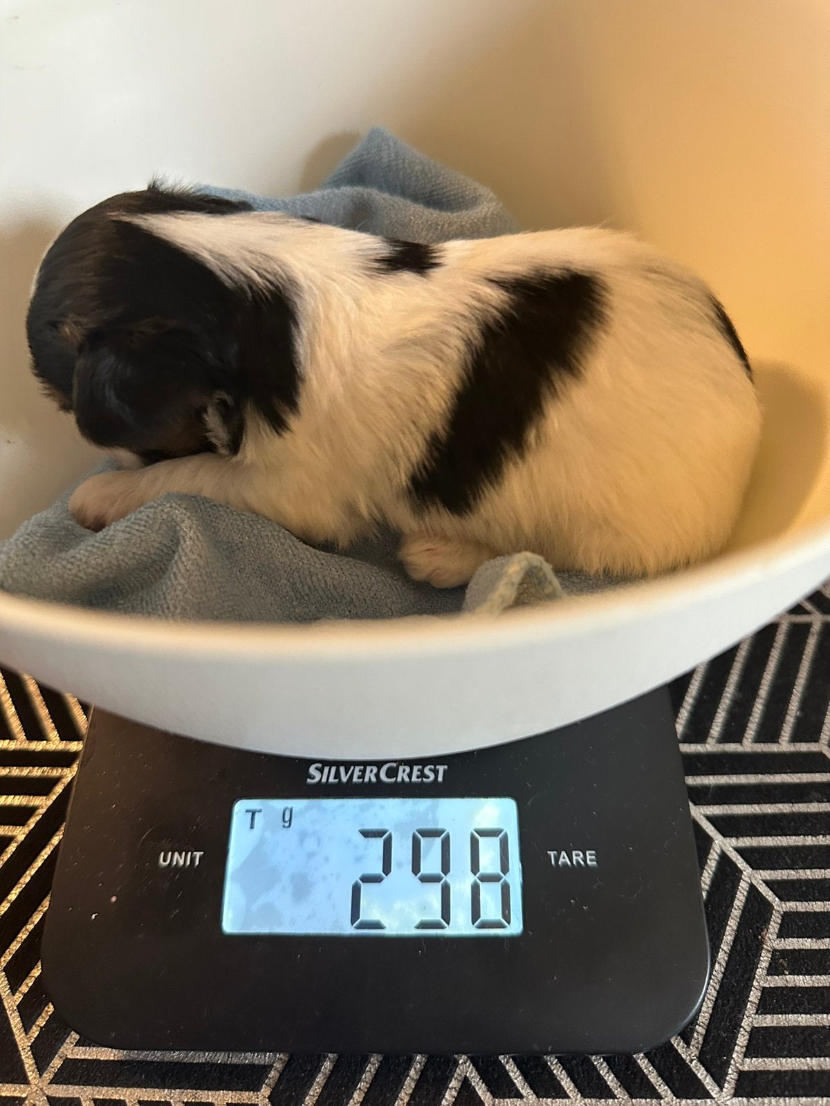 Laatste biewer reutje beschikbaar voor reservering, Dieren en Toebehoren, Honden | Jack Russells en Terriërs, Yorkshire Terriër