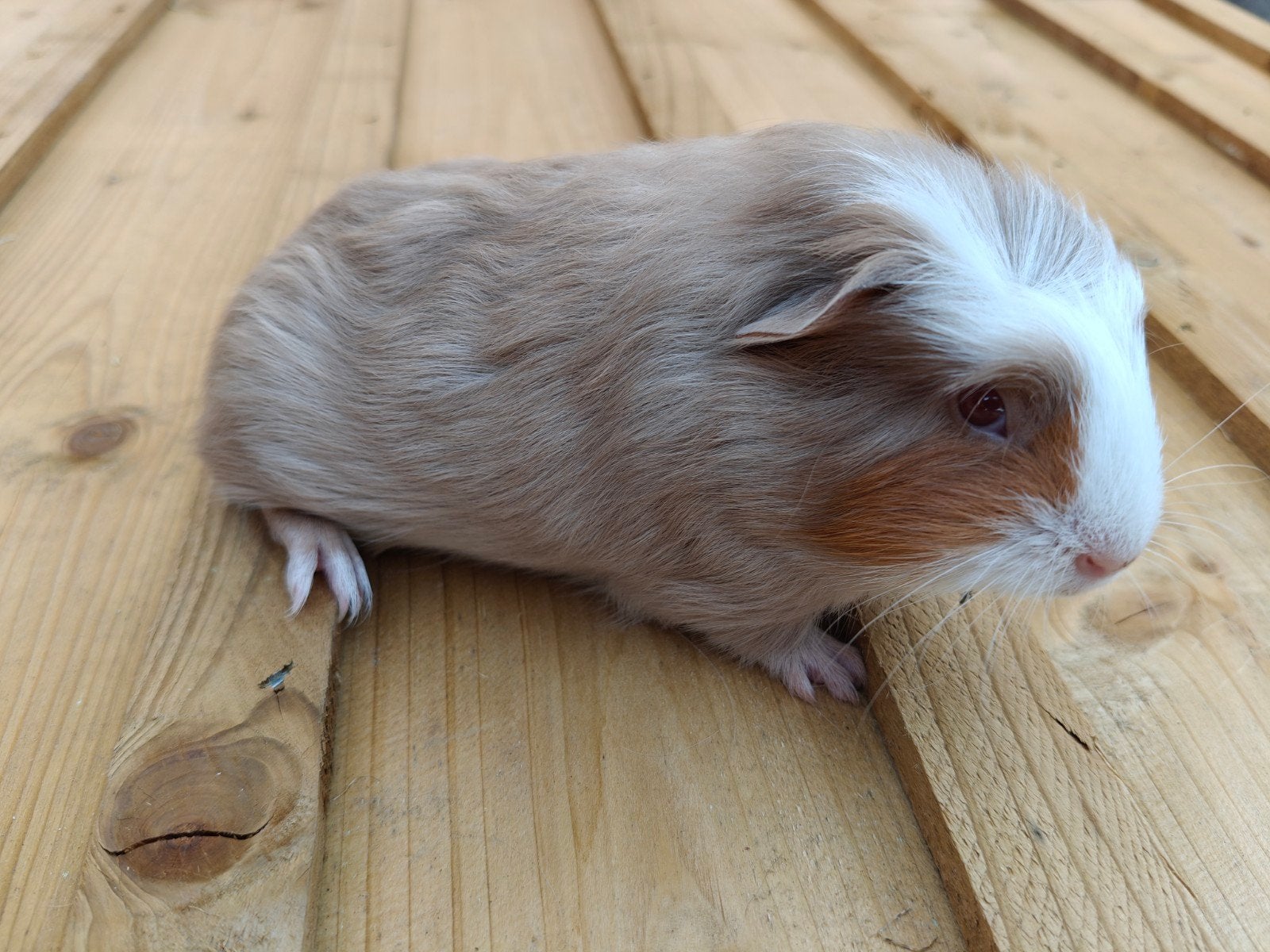 gekruind lilac cavia beertje, Dieren en Toebehoren, Juli, Mannelijk, Cavia