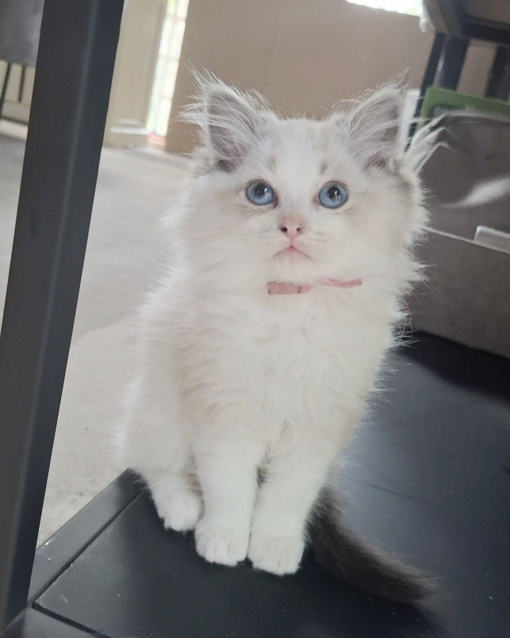 Ragdoll kittens️ met stamboom, Dieren en Toebehoren, Katten en Kittens | Raskatten | Langhaar, Met stamboom