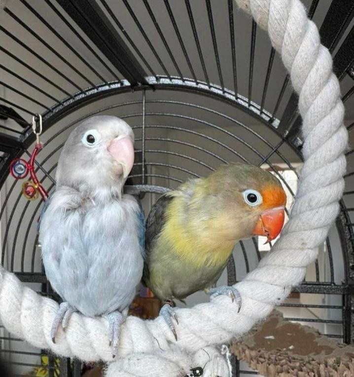 Agapornis koppel met kooi, Dieren en Toebehoren, Vogels | Parkieten en Papegaaien, Meerdere dieren, Dwergpapegaai of Agapornis