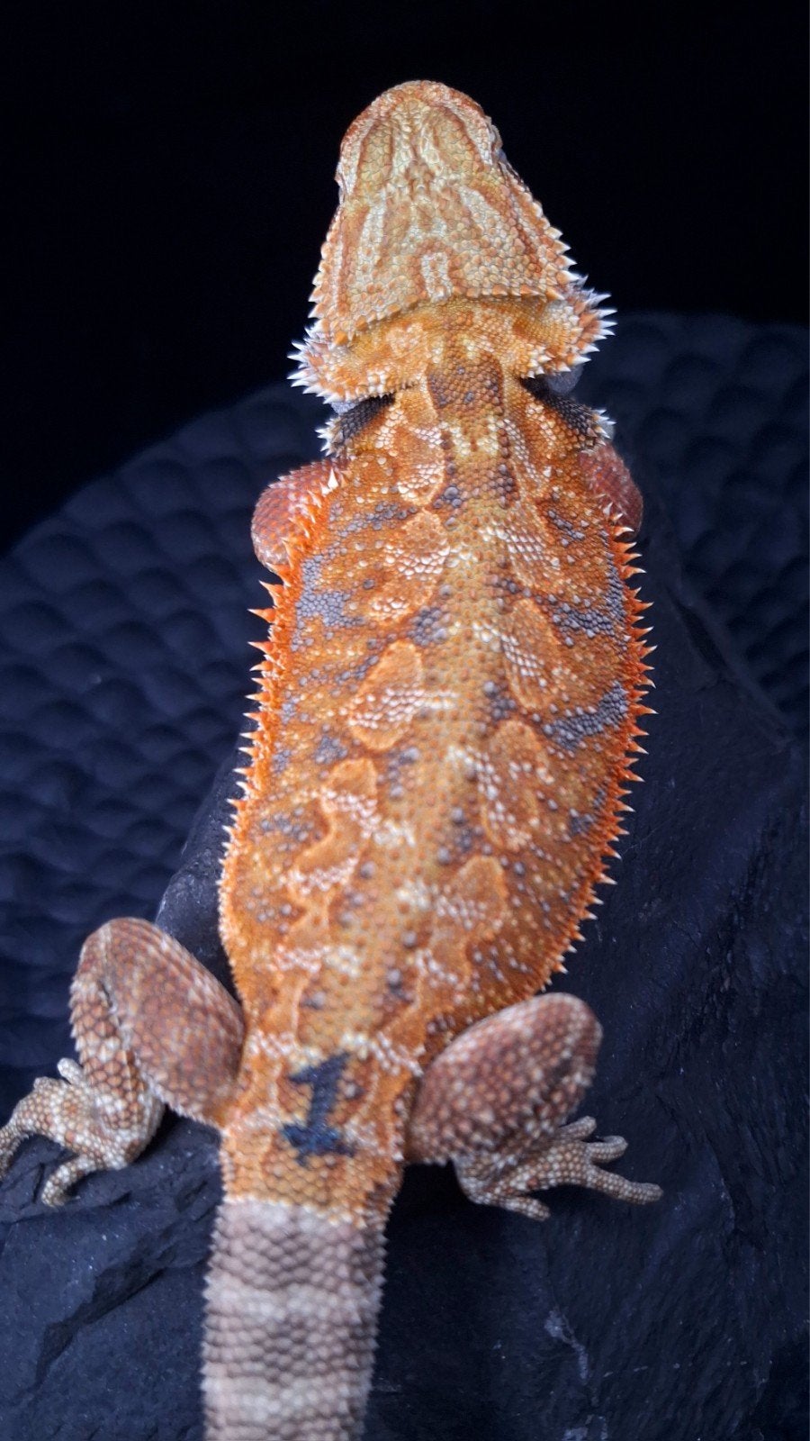 50% Red Monster Purple/Blue Tiger Triple het Baardagaam Man, Dieren en Toebehoren, Reptielen en Amfibieën, Hagedis, 0 tot 2 jaar