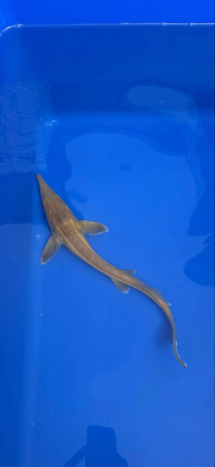 Albino steur 32cm, Steur