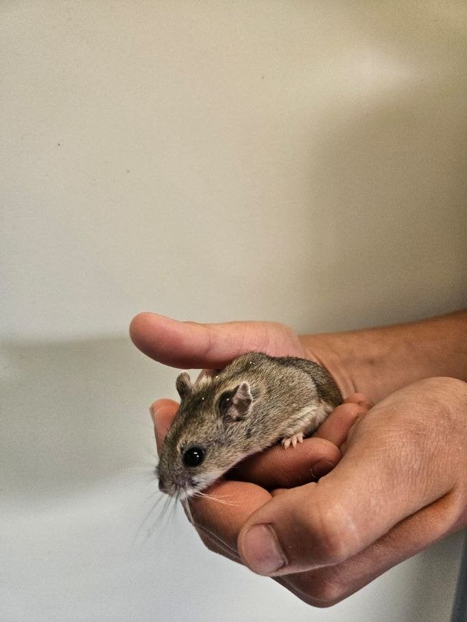 Maine zoekt een huisje! (Chinese Hamster), Oktober, Mannelijk, Hamster