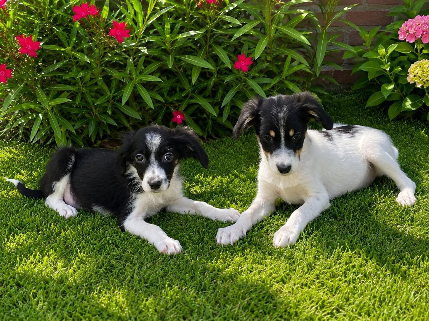 Prachtige BORDER COLLIE x FRIESE STABIJ pups, Parvo, Nederland, 8 tot 15 weken, Meerdere