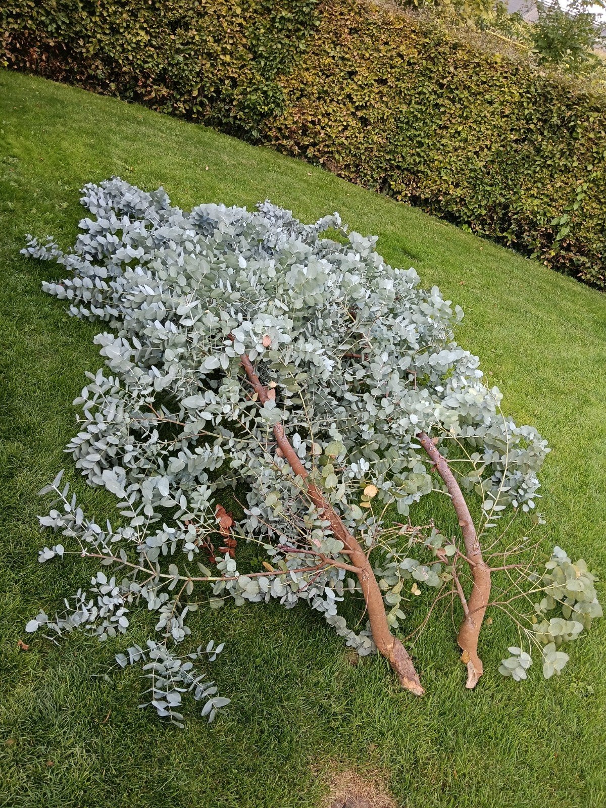 2 grote takken eucalyptus, Tuin en Terras, Ophalen, Bloeit niet, Overige soorten