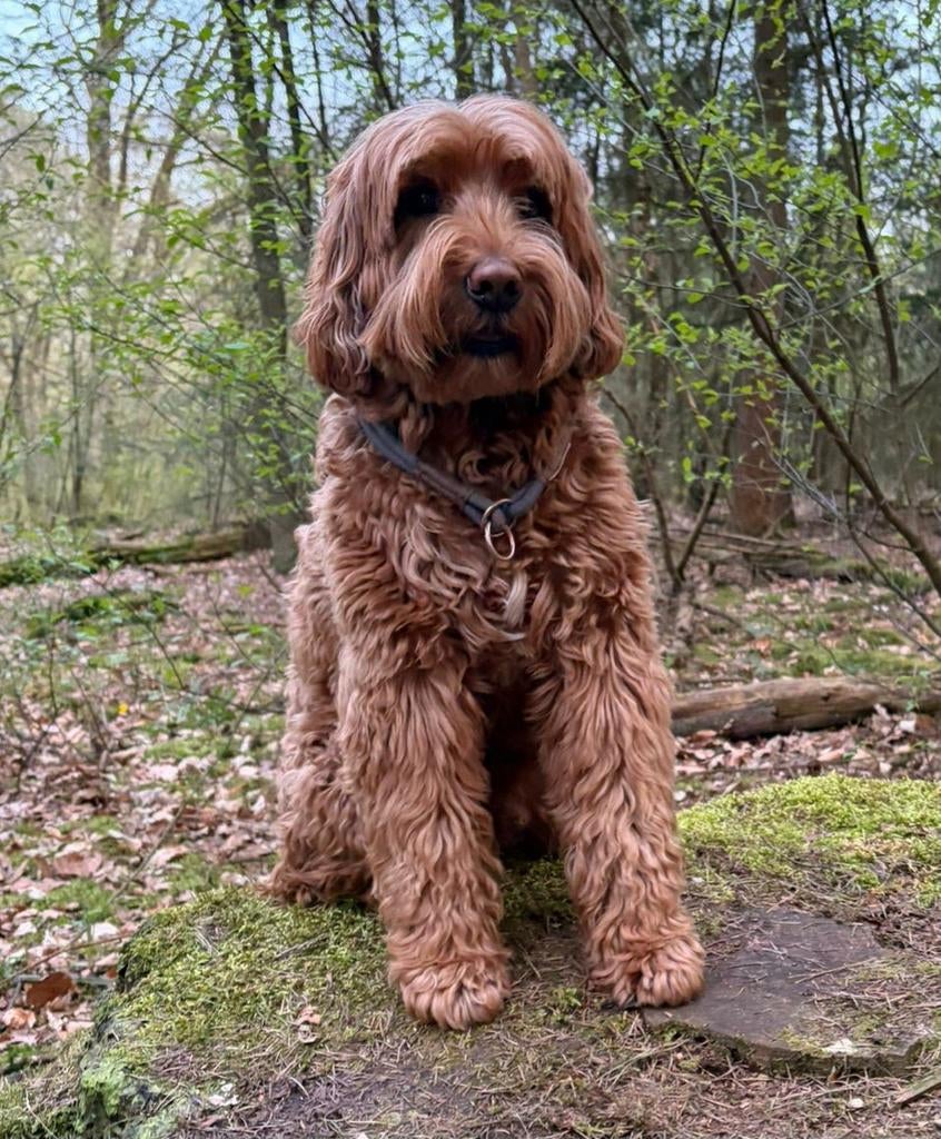 Australian Labradoodle dekreu, 44 cm, Dieren en Toebehoren, Reu, Parvo, Eén hond, 3 tot 5 jaar