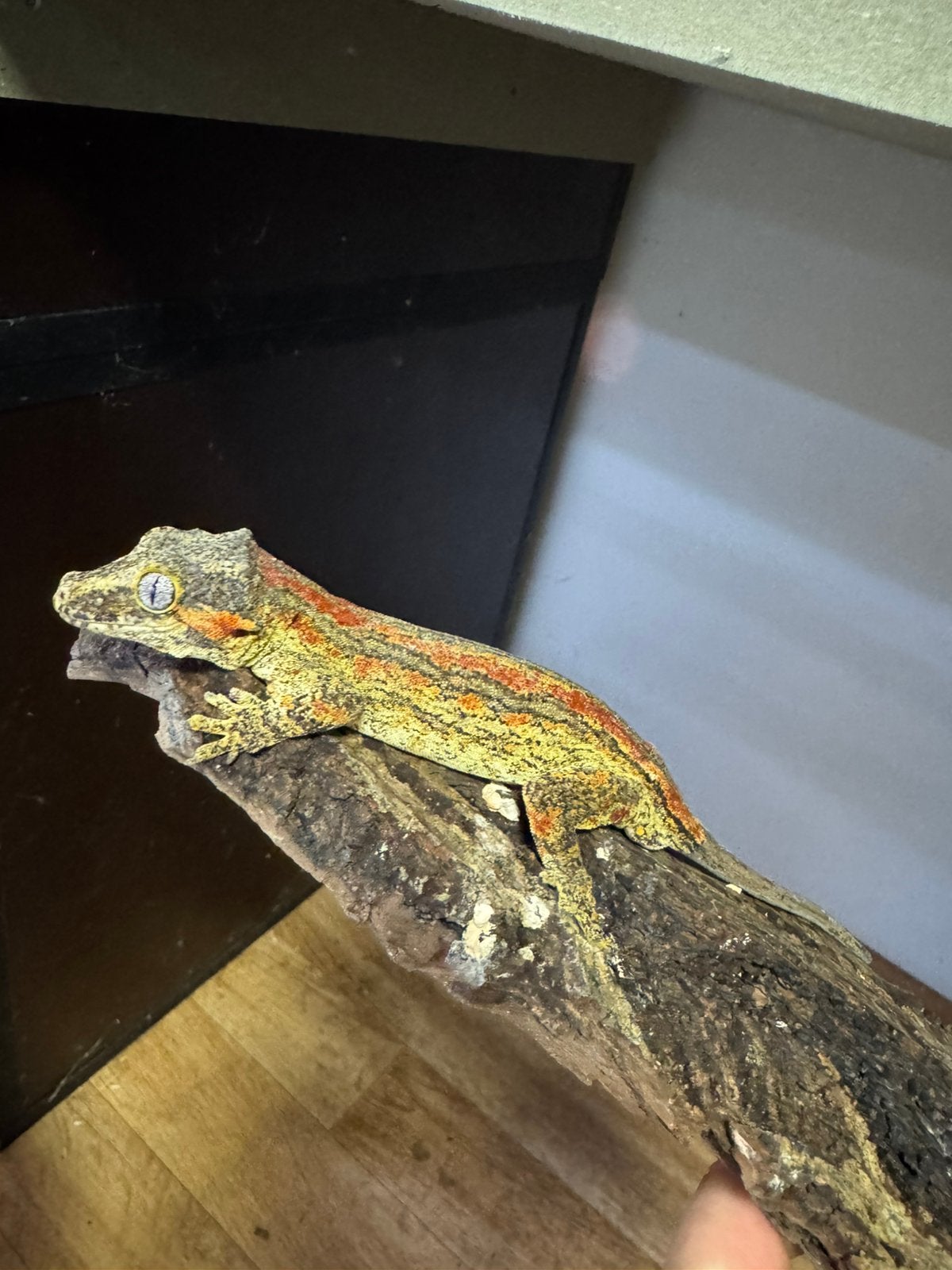 Gargoyle gekko’s (Rhacodactylus auriculatus), Hagedis, 0 tot 2 jaar