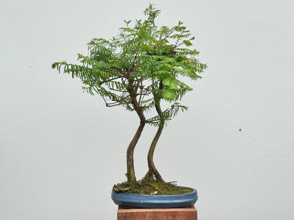 2 Metasequoia Bonsai boompjes, Ophalen, Overige soorten, Halfschaduw
