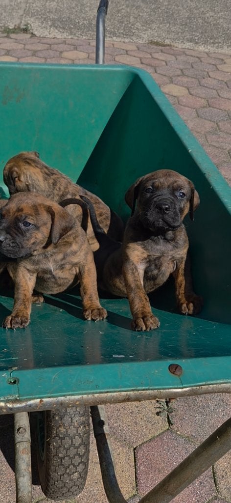 Rottweiler x CaneCorso puppy's, Dieren en Toebehoren, Honden | Niet-rashonden, 8 tot 15 weken, Groot, Meerdere, Meerdere dieren