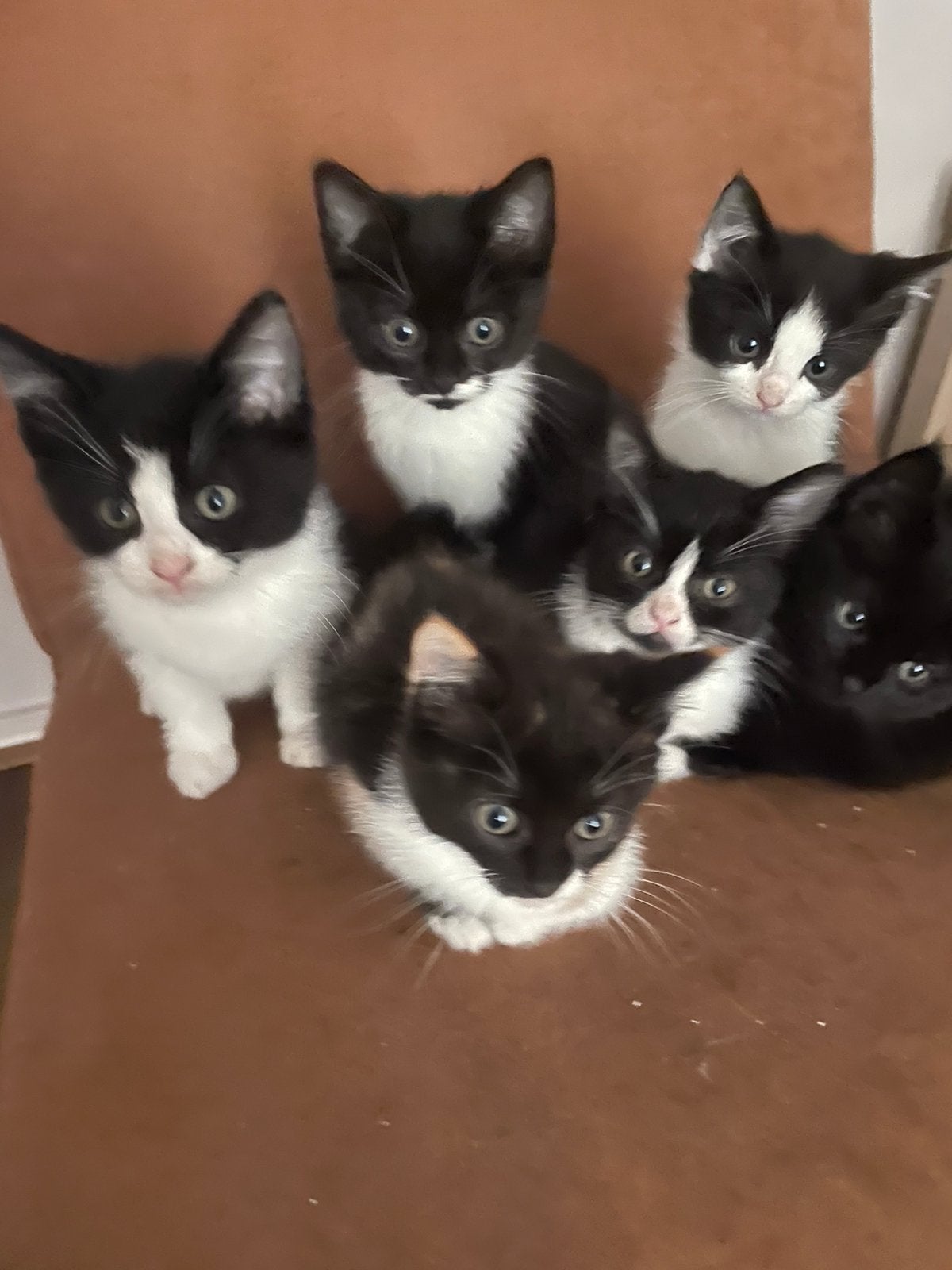 Ragdol Kittens mix mogen nest verlaten, Meerdere dieren