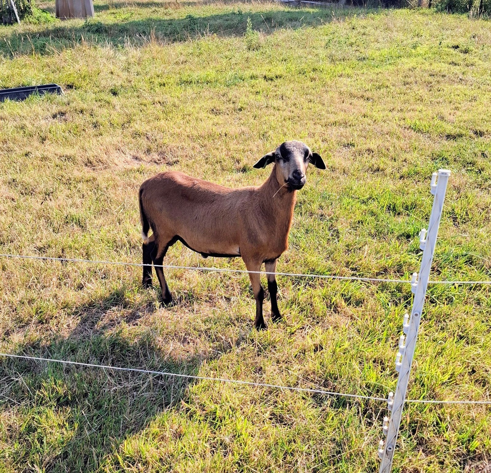 Barbados blackbelly ram, Dieren en Toebehoren, Mannelijk, Schaap