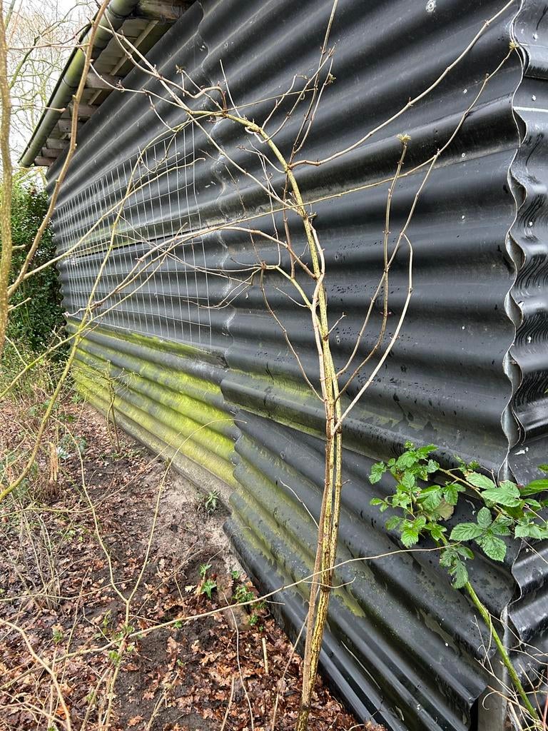 Vlierbes struik, Ophalen, Volle zon, Overige soorten