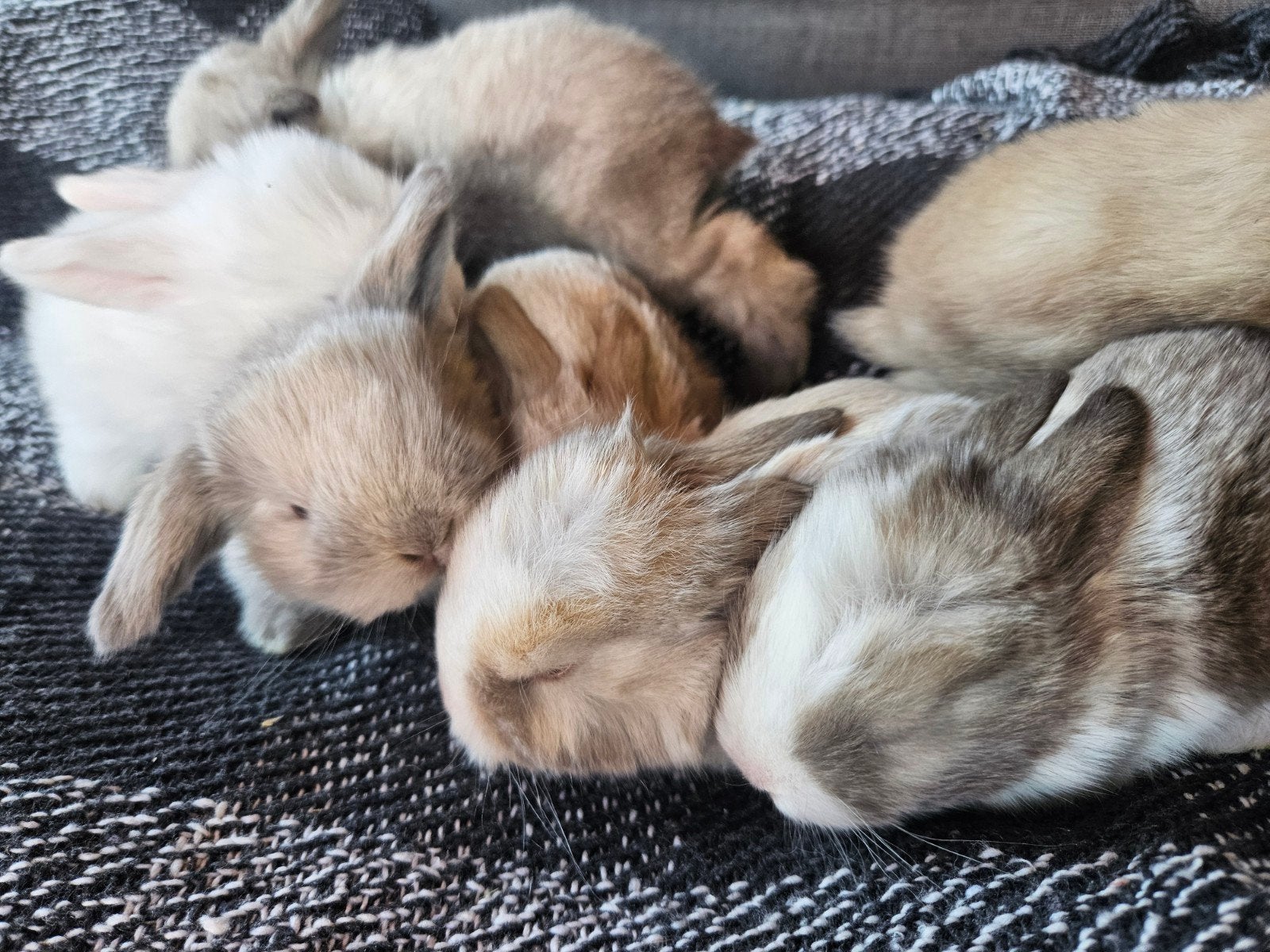 Super lieve NHD x minilop konijntjes, Dieren en Toebehoren, Konijnen, Meerdere dieren, Dwerg, Hangoor, 0 tot 2 jaar