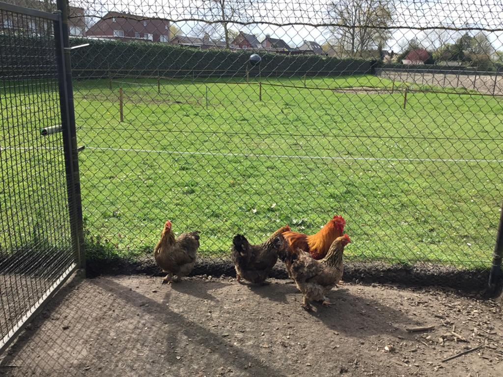 Prachtige hen Cochin groot van Maart 2025, Dieren en Toebehoren, Pluimvee, Vrouwelijk, Kip