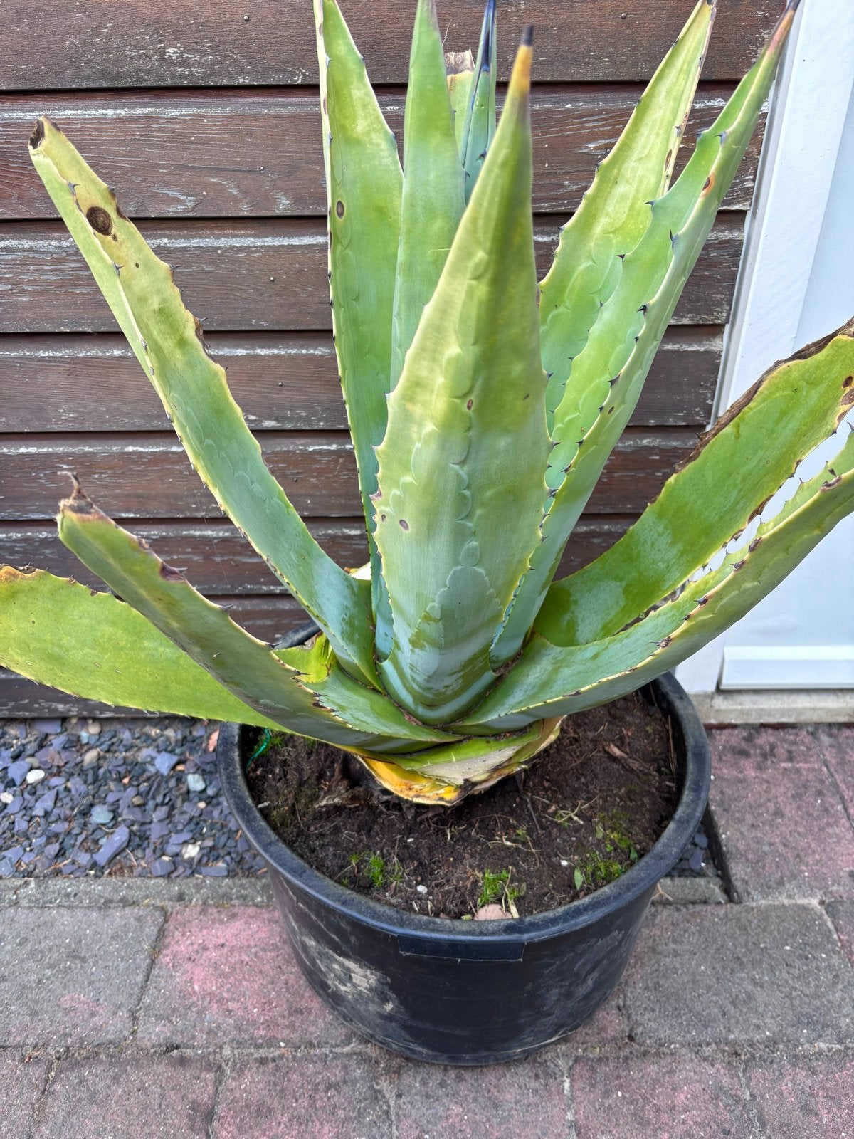 2 Grote Agaves, Agave, Tropisch, XXL, Tuin en Terras, Volle zon, Vaste plant, Bloeit niet, Ophalen